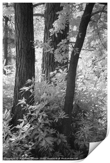 Stunning toned black and white infra red Summer landscape woodland image Print by Matthew Gibson
