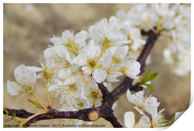 Japanese cherry blossom Print by Hannah Hopton