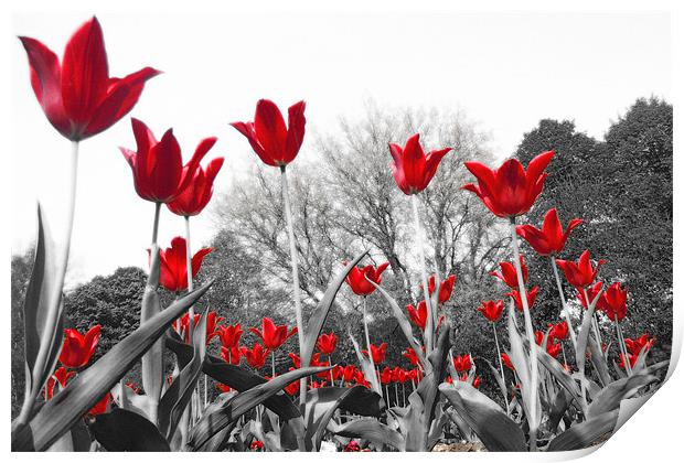Tulip Red Print by Neil Gavin