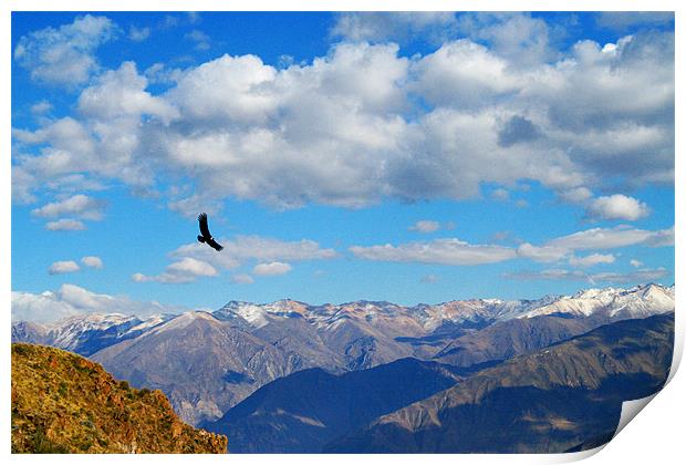 Colca Condor Print by Neil Gavin