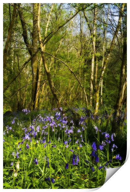 Bluebell Woods Print by TIM HUGHES