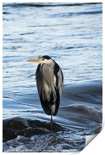 Animal, Bird, Grey Heron, Ardea cinerea Print by Hugh McKean