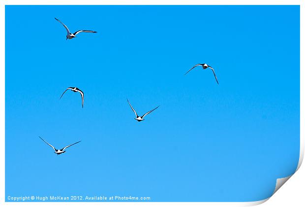 Animal, Bird, Oystercatchers in flight, Blue sky Print by Hugh McKean