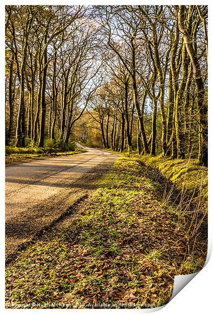 Landscape, Winter, Beech trees, Avenue, Single tra Print by Hugh McKean