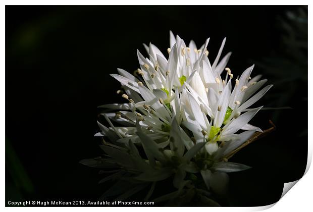 Sunlit white star shaped flowers Print by Hugh McKean