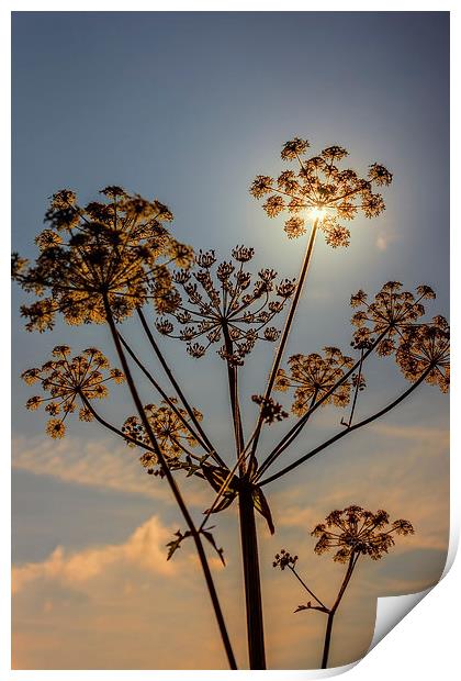 Sunlight through plant seedhead Print by Hugh McKean