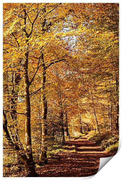 Autumn colours, riverside walk, November 2103 Print by Hugh McKean