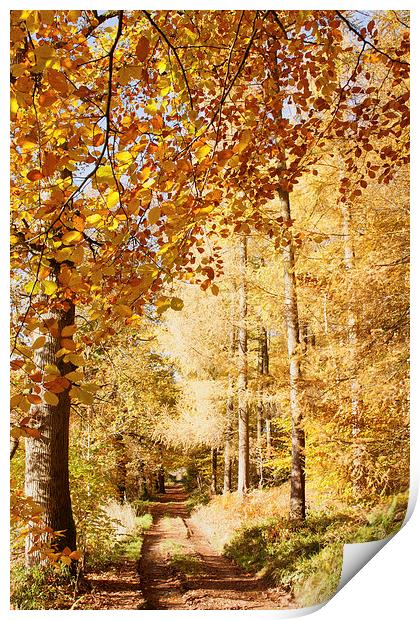 Autumn colours, riverside walk, November 2103 Print by Hugh McKean