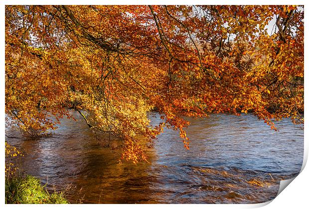 Autumn colours, riverside walk, November 2011 Print by Hugh McKean