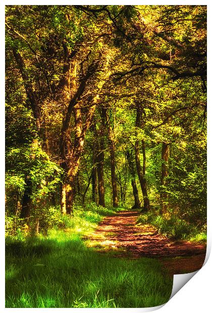 Sunlit path through Primrose wood Print by Hugh McKean