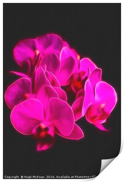 Photo Art, Plant, Orchid, Phalaenopsis, Pink Flowe Print by Hugh McKean