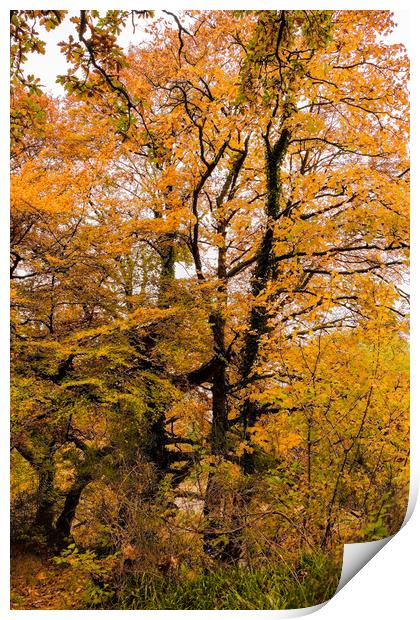 Autumn colors Oct. 2016 River Annan Print by Hugh McKean