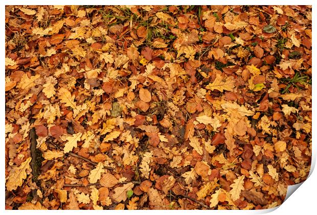 Autumn leaves Oct. 2016 River Annan Print by Hugh McKean