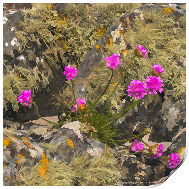 Thrift among a lichen covered granite outctop Print by Hugh McKean