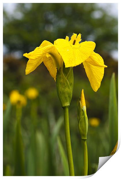 Plant, Wild flower, Yellow Flag , Iris pseudacorus Print by Hugh McKean