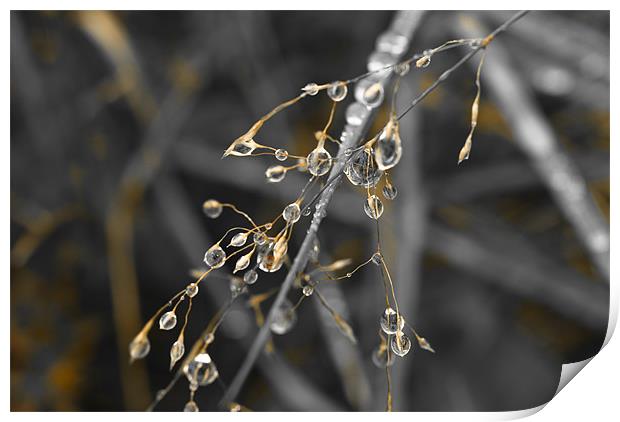 Plant, Wavy Hair grass, Seed heads, raindrops Print by Hugh McKean