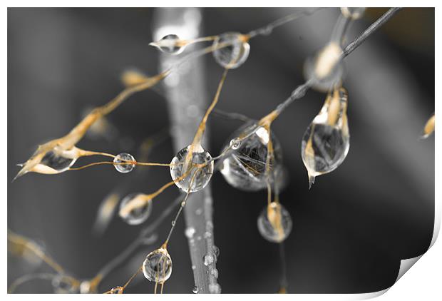 Plant, Wavy Hair grass, Seed heads, raindrops Print by Hugh McKean