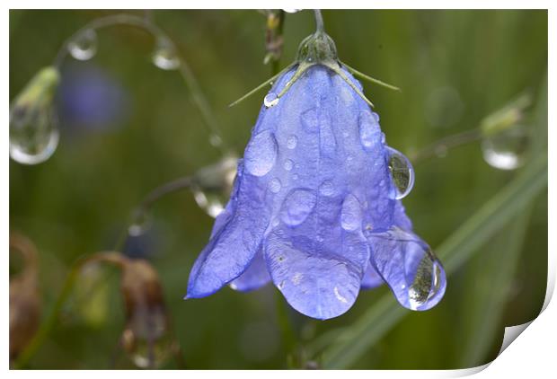 Plant, Harebell, Campanula rotundifolia, Raindrops Print by Hugh McKean