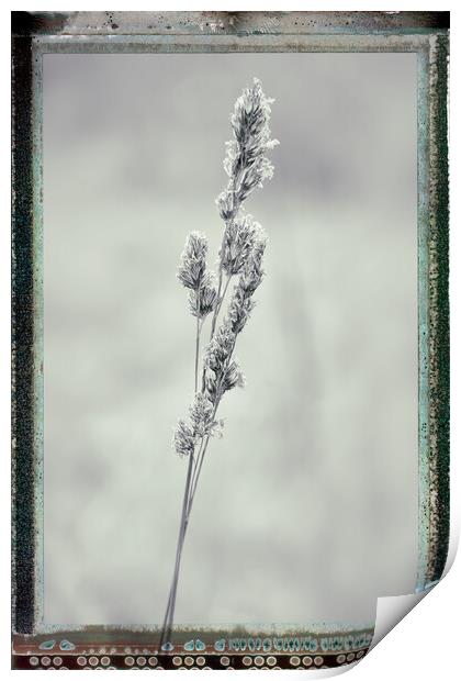 Grass, Cocksfoot, black & white film effectbject Name Print by Hugh McKean
