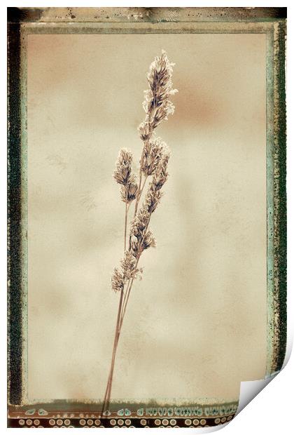 Grass, Cocksfoot, sepia film effect Print by Hugh McKean
