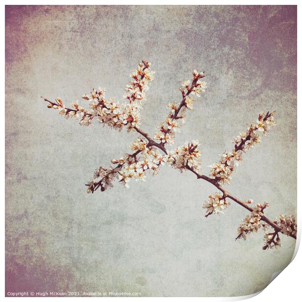 Photo art Blackthorn blossom, Prunus spinosa Print by Hugh McKean