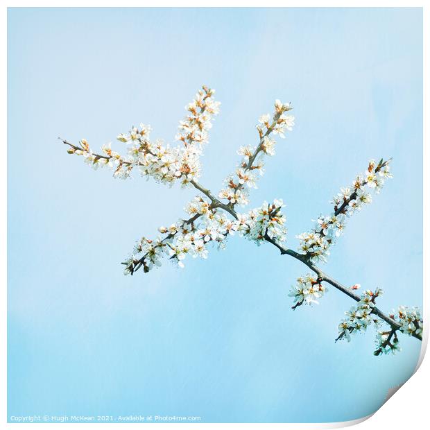 Photo art Blackthorn blossom, Prunus spinosa Print by Hugh McKean