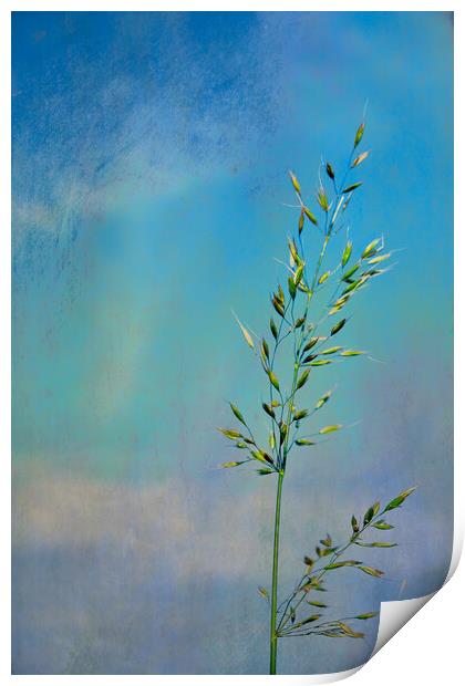 Photo art, Bristle oat (Avena strigosa) Print by Hugh McKean