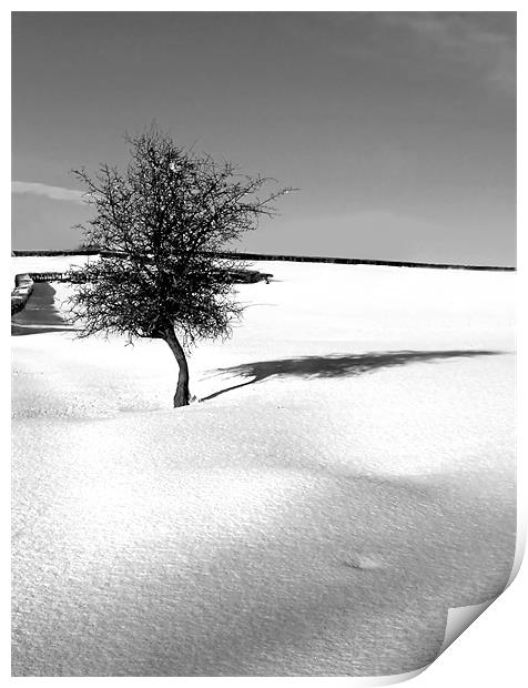 Little Tree in the virgin snow Print by David (Dai) Meacham