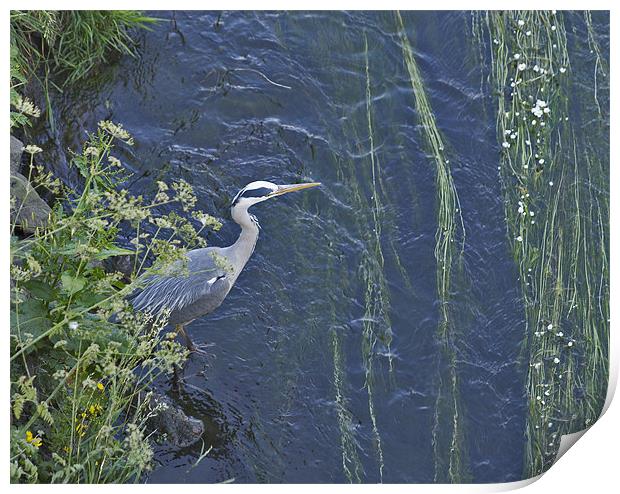 Heron Print by Graham Lester George