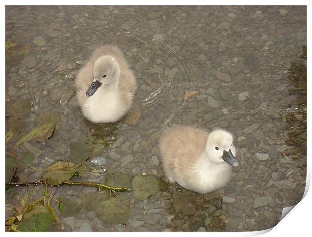 Cygnets testing the water Print by Catherine Fowler
