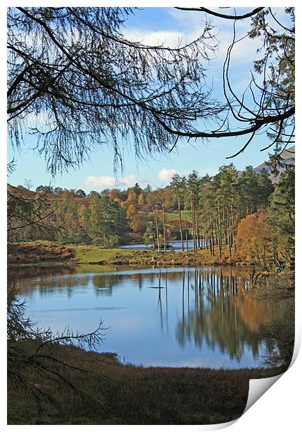 Tarn Hows through the trees Print by Catherine Fowler