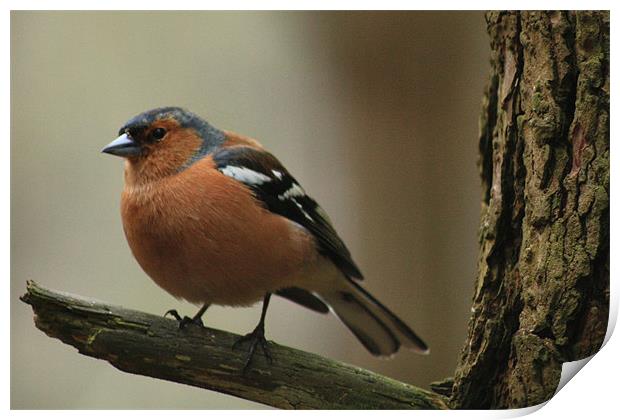 Chaffinch on a branch Print by Catherine Fowler
