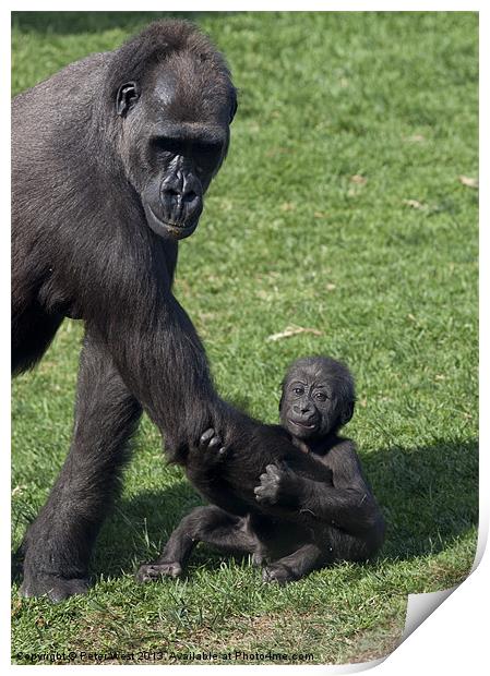 Baby Gorilla and Mum Print by Peter West
