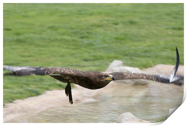 Eagle in flight Print by Peter West