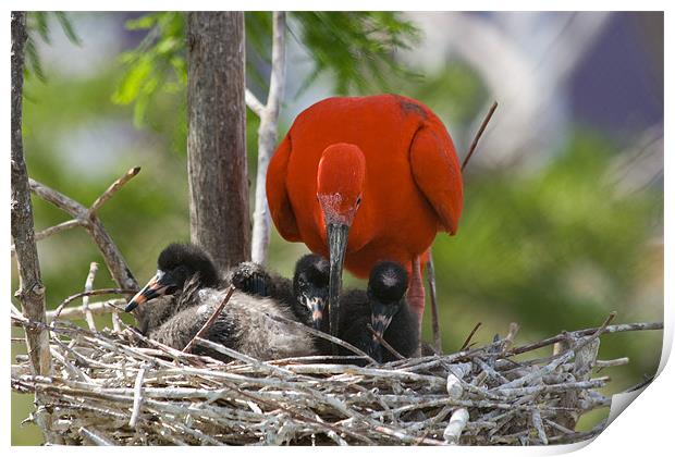 Scarlet Ibis Print by Peter West