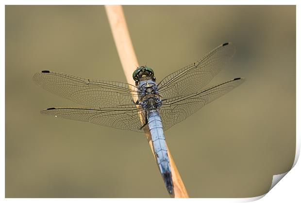 Blue Dasher Print by Peter West