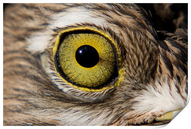 Birds Eye Print by Peter West