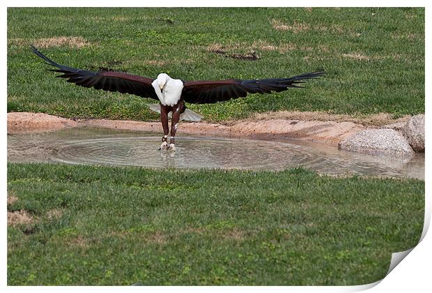 Fish Eagle Print by Peter West
