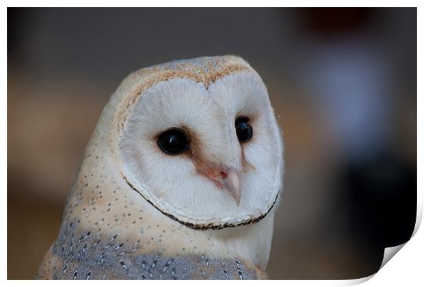 Barn Owl Print by Peter West