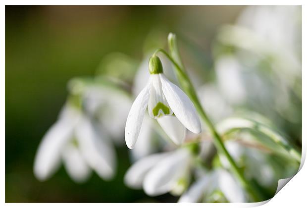 Snow Drops Print by Simon Drew