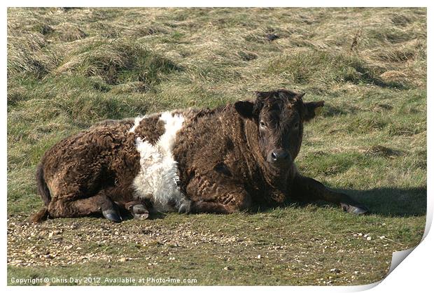 Galloway Shetland cross cow Print by Chris Day