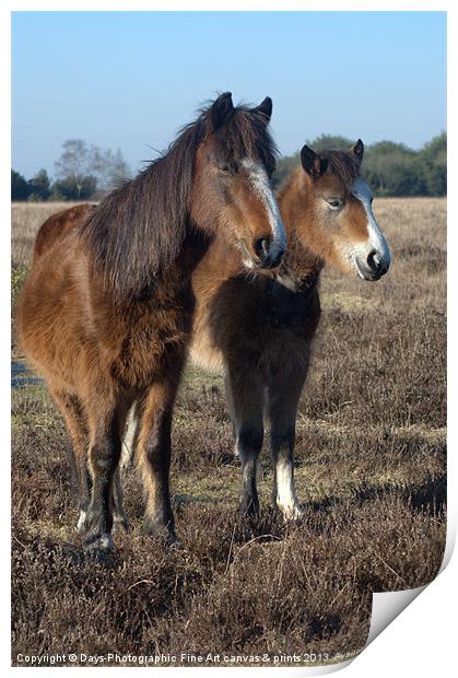 New Forest Ponies Print by Chris Day