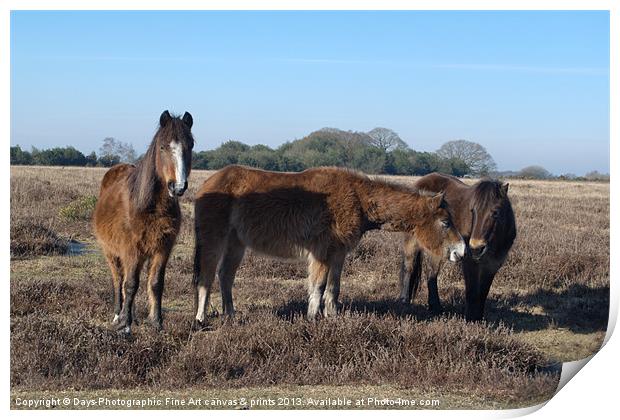 New Forest Ponies Print by Chris Day