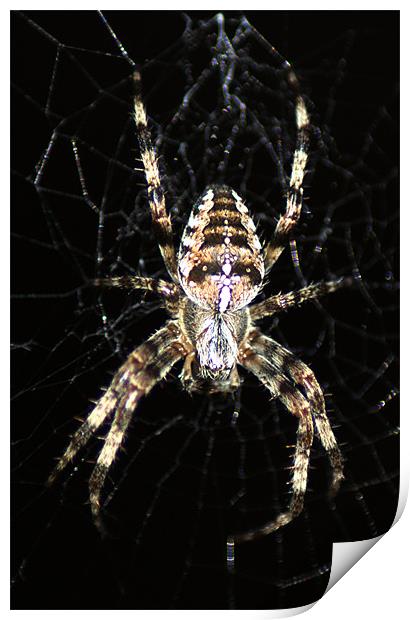 Orb Web Spider Print by Chris Day