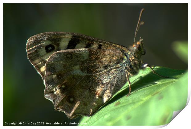 Speckled Wood Print by Chris Day