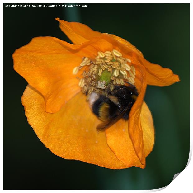 Busy Bee Print by Chris Day