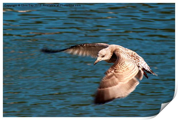 Great black backed gull Print by Chris Day