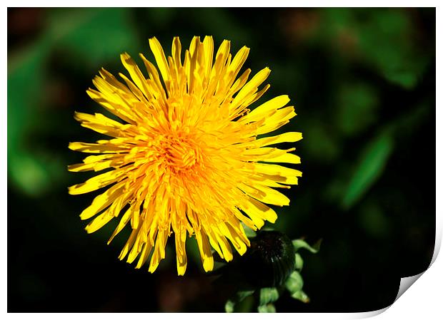 Common Dandelion Print by Chris Day