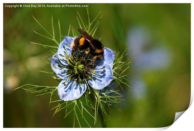 Bee collecting pollen Print by Chris Day