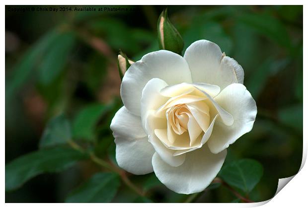 White Rose Print by Chris Day